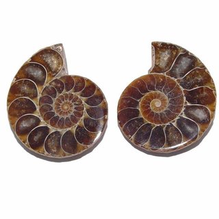 Ammonit Paar Fossil aus Madagaskar je Hälfte ca. 40 - 50  mm
