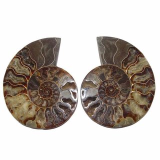 Ammonit Paar Fossil aus Madagaskar mini je Hälfte ca. 25 mm