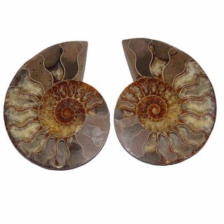 Ammonit Paar Fossil aus Madagaskar mini je Hlfte ca. 25 mm