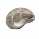 Ammonit Paar Fossil aus Madagaskar mini je Hälfte ca. 25 mm