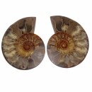 Ammonit Paar Fossil aus Madagaskar mini je Hälfte ca. 25 mm