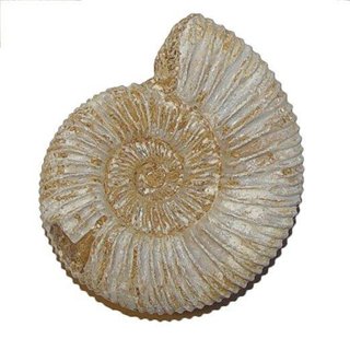 Ammonit Divisosphinctes Natur belassen ca. 155 Millionen Jahre alt ca. 35 - 45  mm