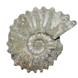 Ammonit Douvilleiceras Natur belassen Raritt Versteinerung ca. 50 - 60 mm