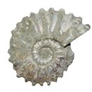 Ammonit Douvilleiceras Natur belassen Rarität...