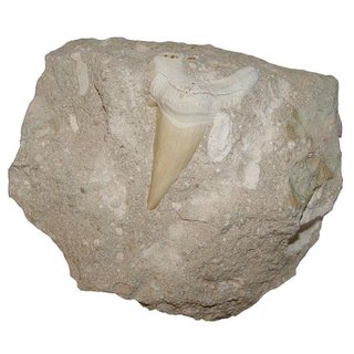 Haizahn versteinert in Matrix (Muttergestein) Fossil Zahn vom Otodus Haifisch XL ca. 100 mm