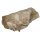 Haizahn versteinert in Matrix (Muttergestein) Fossil Zahn vom Otodus Haifisch XL ca. 100 mm