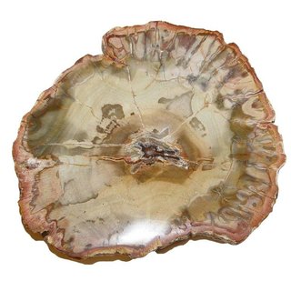 Baumscheibe versteinerte Holz Scheibe aus Madagaskar ca. 60-70 mm ca. 150 Millionen Jahre