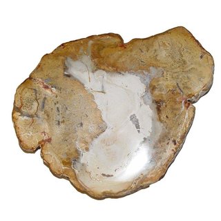 Baumscheibe versteinerte Holz Scheibe aus Madagaskar ca. 60-70 mm ca. 150 Millionen Jahre
