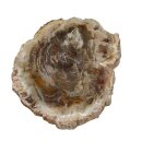 Baumscheibe versteinerte Holz Scheibe aus Madagaskar ca....