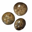 Koralle versteinert auch Petoskey Stein genannt beidseitig poliert ca. 80 - 90 mm aus Marokko