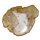 Baumscheibe versteinerte Holz Scheibe aus Madagaskar ca. 80-90 mm ca. 150 Millionen Jahre