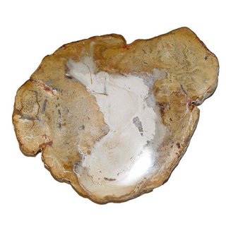 Baumscheibe versteinerte Holz Scheibe aus Madagaskar ca. 100-120 mm ca. 150 Millionen Jahre