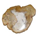 Baumscheibe versteinerte Holz Scheibe aus Madagaskar ca....