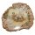 Baumscheibe versteinerte Holz Scheibe aus Madagaskar ca. 100-120 mm ca. 150 Millionen Jahre