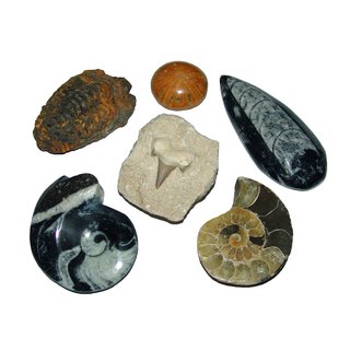Fossilien Versteinerungen 5er Sammlung Geschenk: Ammonit - -Seeigel - Trilobit - Goniatit - Orthoceras