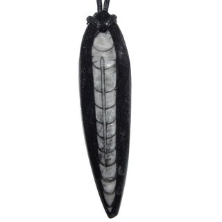 Orthoceras Fisch versteinert gebohrt mit Band als Anhnger  aus Marokko ca. 40 - 50 mm
