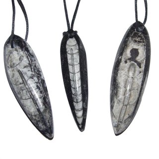 Orthoceras Fisch versteinert gebohrt mit Band als Anhnger  aus Marokko ca. 40 - 50 mm