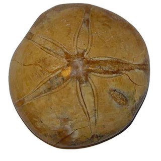 Seeigel versteinert Fossil aus Madagaskar Größe XL ca. 60 - 80 mm 1 Stück