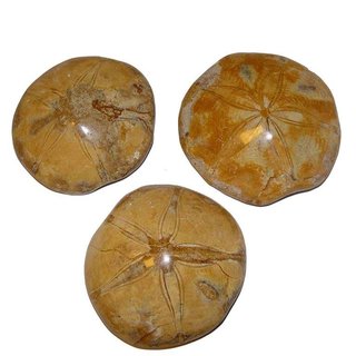 Seeigel versteinert Fossil aus Madagaskar Gre XL ca. 60 - 80 mm 1 Stck
