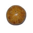 Seeigel versteinert Fossil aus Madagaskar Gre S ca. 30...