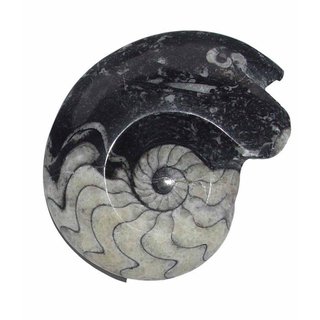 Goniatit versteinertes Fossil (Ammonit) fossiles Gehäuse eines Kopffüßlers ca. 30-40mm