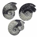 Goniatit versteinertes Fossil (Ammonit) fossiles...