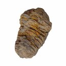 Trilobit Fossil ca. 50 - 60 mm x 30 mm aus Marokko ca....