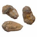 Trilobit Fossil ca. 50 - 60 mm x 30 mm aus Marokko ca....