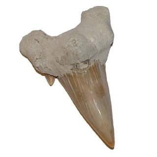 Haizahn versteinert Fossil großer Zahn vom Haifisch Otodus ca. 50-60 Millionen Jahre alt ca. 35-40mm