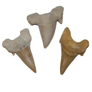 Haizahn versteinert Fossil groer Zahn vom Haifisch Otodus ca. 50-60 Millionen Jahre alt ca. 35-40mm